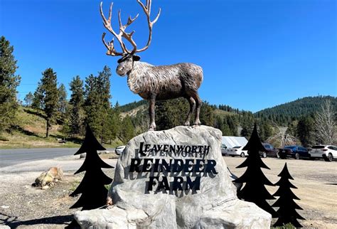 Reindeer farm leavenworth - The Leavenworth Reindeer Farm is open most of the year, but its special “Celebrate the Season” Reindeer Farm Experience is only offered in November and December. Meet and feed the herd, take ...